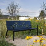 Black bench in long gras with yellow flowers