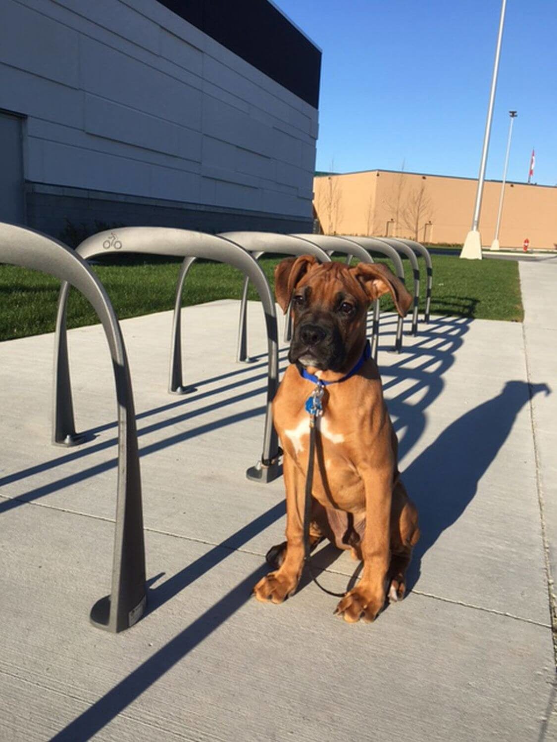 Boxer (Dog) beside bike racks