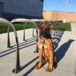 Boxer (Dog) beside bike racks