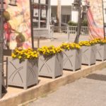 400 Series Planters with Yellow Flowers