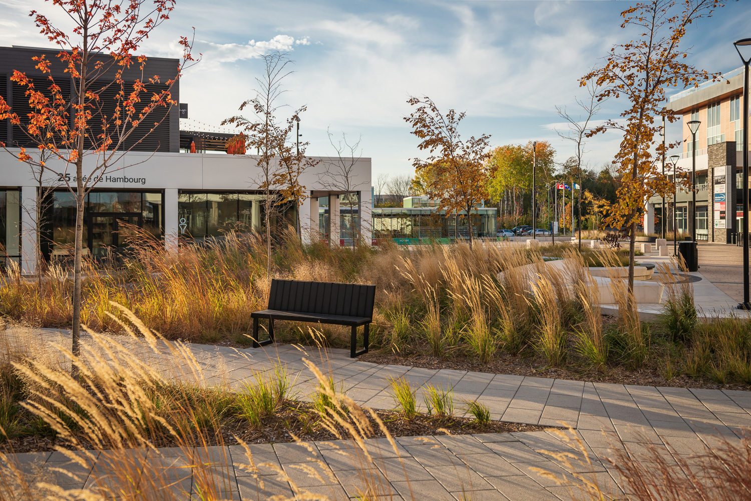 agora-ogden-backed-bench-grasses A Maglin Ogden Bench is placed on a paved pathway in AGORA Plaza in Gatineau.