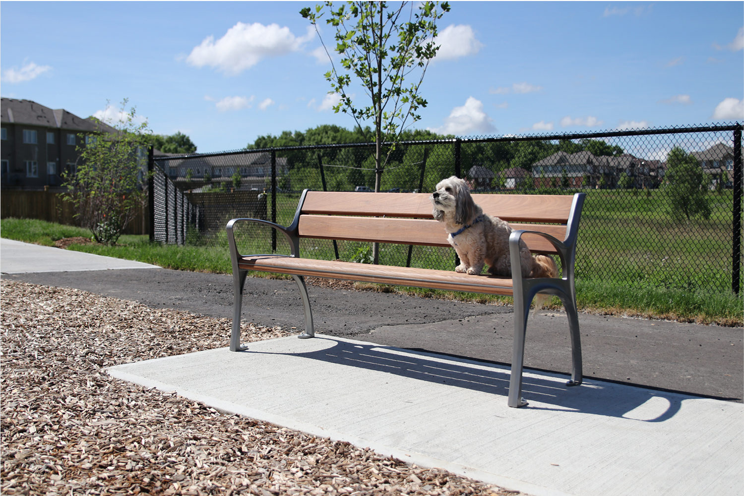 870 Wood Bench in Townhome complex with Rusty the dog