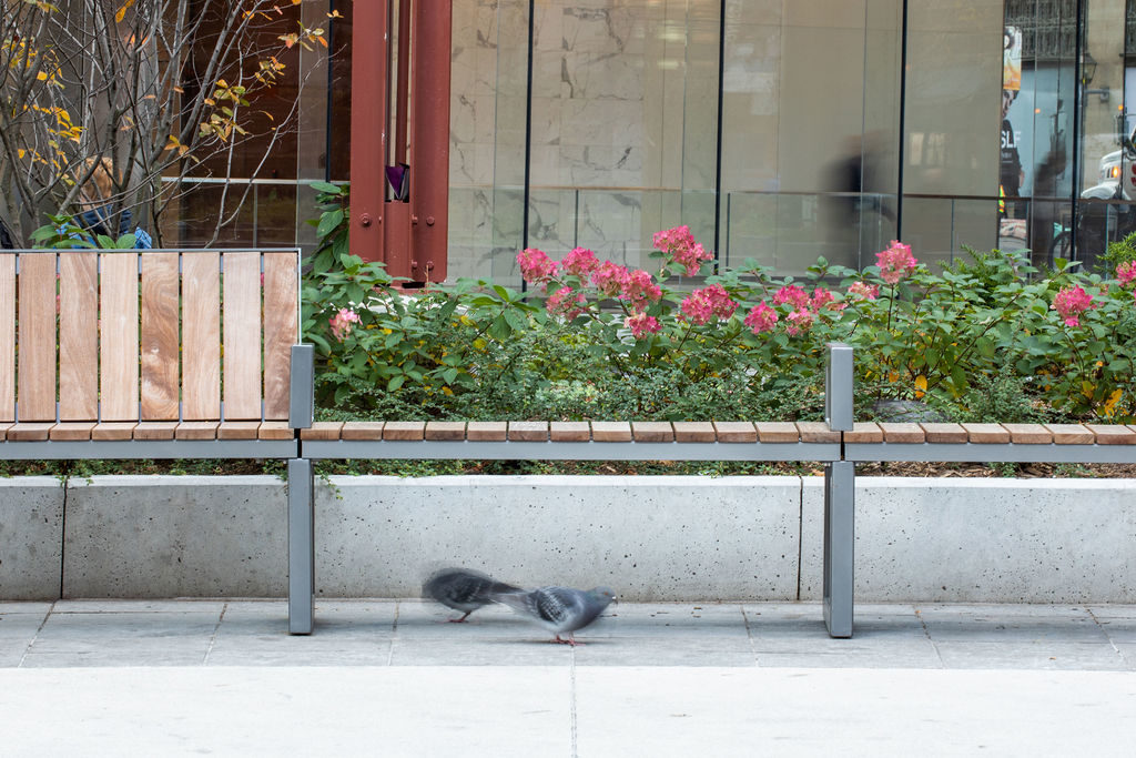 Maglin Ogden bench with two pigeons underneath