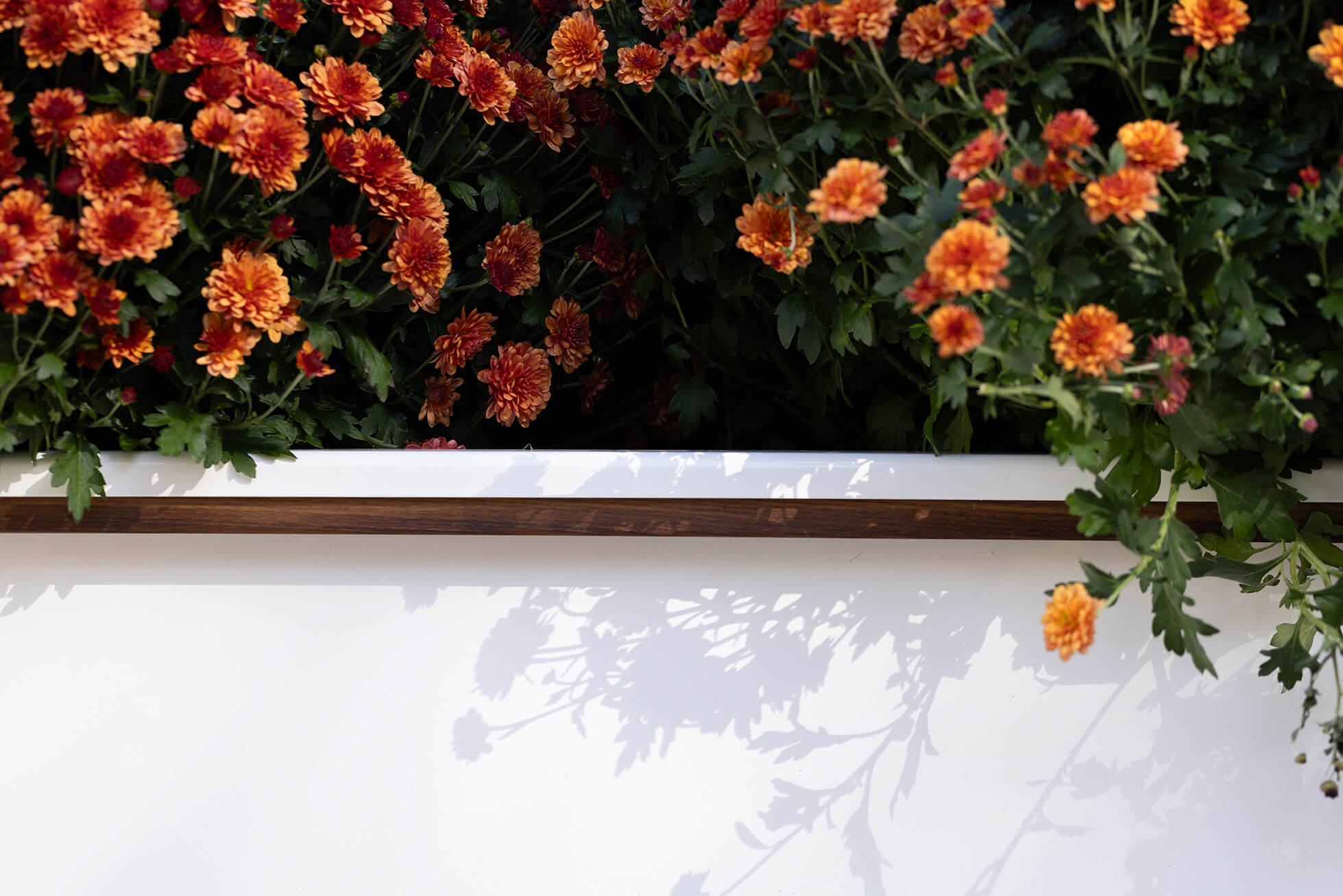 Close-up of CANOE modular planter rolled edge feature with Thermally Modified Ash wood trim