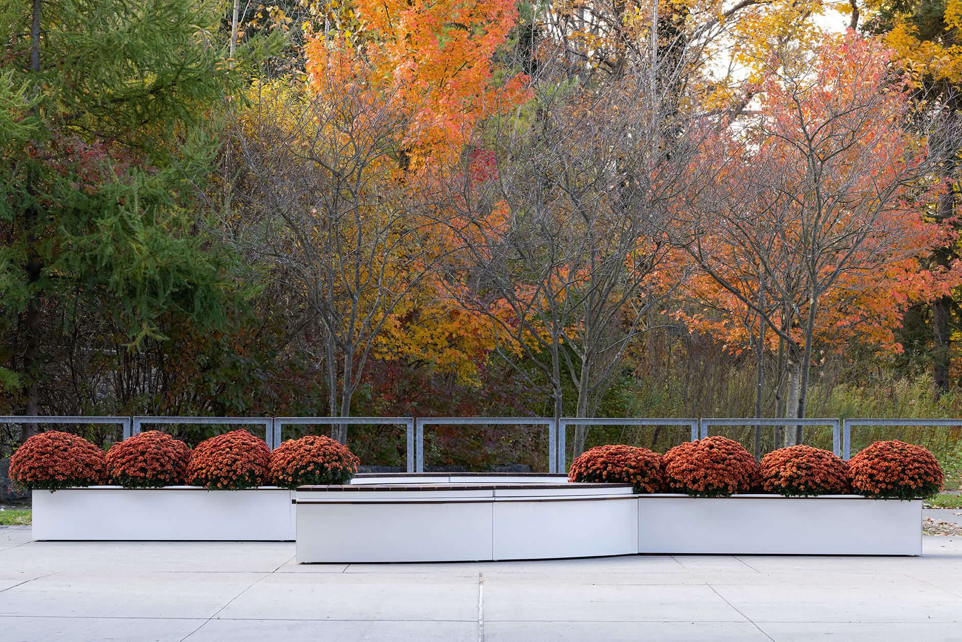 maglin-white-canoe-hero-img CANOE modular planters, powdercoated white gloss with orange mums and bench seating, against fall trees