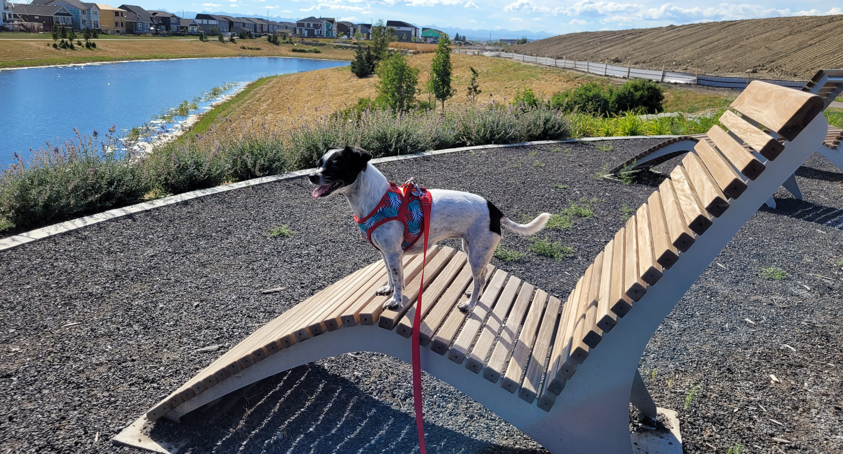 Jewel, a small white and black mixed breed dog stands on a Maglin 720 Chaise lounge next to a pond.