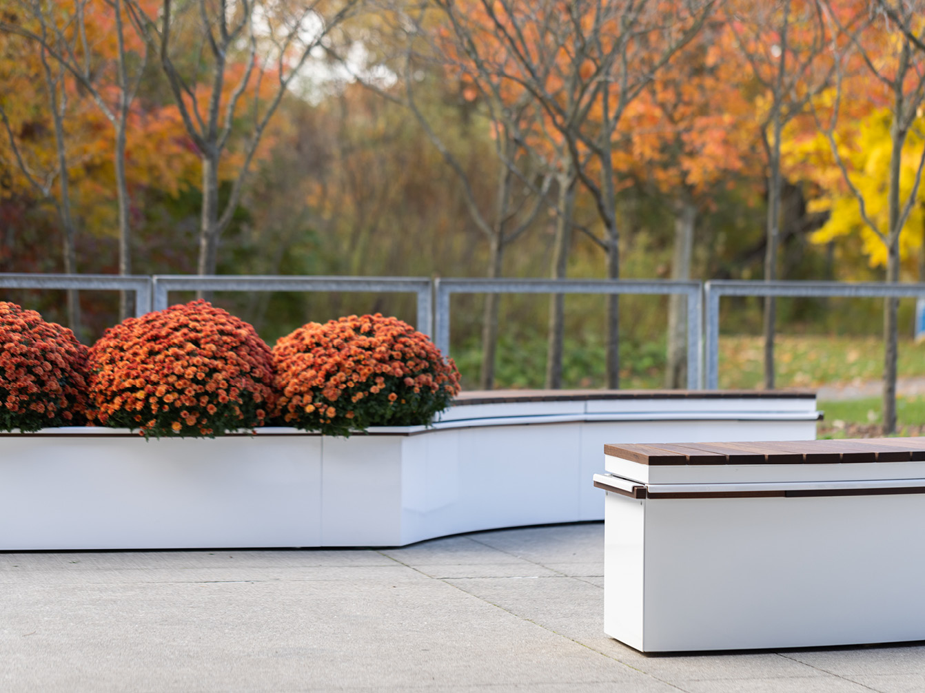 Modular white CANOE planters with Ogden bench seating with orange and yellow trees in the background